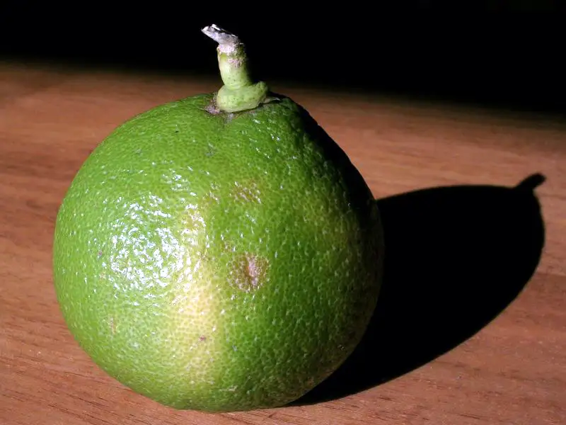 Frutti di bergamotto, agrume simbolo della Calabria